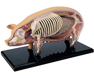 KJMWXOP Skeletal Models, Anatomical Models, And Anatomical Model Simulations Of Pig Animal Biological Organs For Medical Demonstrations