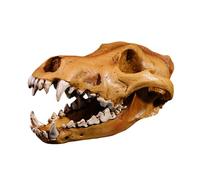 Klaisy High Detail Resins Wolf Skull Replicas Decorative Piece Realistic Animal Head Model For Study Room Interior Decors Resins Wolf Skull Figurine