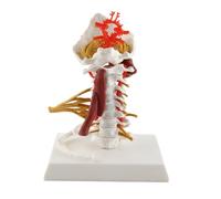 Klanata Model of the Cervical Spine, Life Size Spinal Model for Doctor-Patient Communication, Anatomical Spine Model for Medical Education, Study, and Demonstration