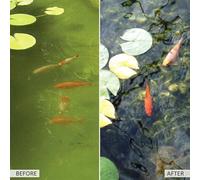 Kleeneze Pond Clarifier, 100g - All Natural and Microbial Based Product for Better Pond Water and Clearer Water with Enhanced Aquatic Life