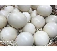 Klocke Osterdekoration natural ostrich eggs, ivory white, 10 pieces, height 15 cm, diameter 13 cm, the original from South Africa, suitable for decoration.