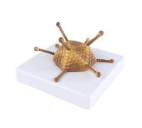 KMHHAG Adenovirus Model Human Microbiota Adenovirus Anatomy Enlarged Teaching Aids