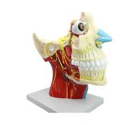 KMHHAG Cranial Nervous System Anatomical Models 12 Pairs Cranial Neural Head Brain Model Medical School Teaching