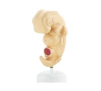 KMHHAG Fetal Model Human Periphery Embryo Model Pregnancy Embryo Fetal Development Tissue Embryo Teaching Model
