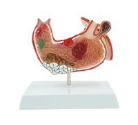 KMHHAG Human Heart Anatomy Model Life-Size 1:2 Scale Anatomical Veins For Science Biology Teaching & Medical Educational Display Teaching