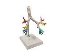 KMHHAG Human Laryngeal And Tracheobronchial Tree Model Anatomy Pulmonary Bronchoscopy Medical Demonstration Teaching Aids