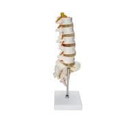 KMHHAG Human Lumbar Spine Model Life Size with Nerves & Discs Anatomical Vertebrae Model for Educational Display for Medical School Education