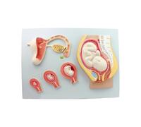KMHHAG Human Pregnancy Embryo Fetal Development Process Model Fertilized Egg Uterine Tissue Embryo Model