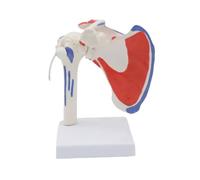 KMHHAG Human Shoulder Joint Life-Size 1:1 Anatomical Model with Muscle Attachments for Medical School Physical Education Teaching Tool