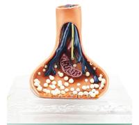 KMHHAG Neural Synapse Model Synapse Anatomy Human Nervous System Neuronal Axis Medical School Teaching Aids