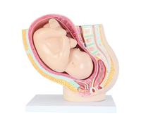 KMHHAG Reproductive System Model Human Female Pregnancy Full-Term Fetal Pelvic Model Reproductive System Obstetrics And Gynecology