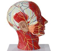 KMXNSJZS Educational Model Human Skull Head And Neck Anatomy Model Scientific Human Anatomy Sagittal Superficial Muscle Nerve Model Musculoskeletal Anatomy Human Teaching Model