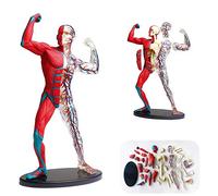 KMXNSJZS Human Muscle And Skeleton Anatomy Model Anatomical Human Muscular Figure For Science Classroom Study Display Teaching Model