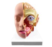 KMXNSJZS Model Human Head Anatomy Model Brain Neurovascular Brainstem Teaching Mold Hospital Brain Department,School Teaching Aids For Teaching