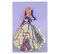 KMXNSJZS Model Teaching Model Removerable Human Respiratory System Model Alveolar Magnification Model Biology Teaching Models Teaching Aids For Teaching