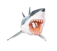 KMXNSJZS Shark Organ Anatomy Assembly Model 20 Pairs-4D Visual Animal Anatomy Model - Re School Display Teaching Mode Anatomy Teaching Model