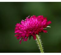 Knautia Macedonica Red Field Scabious 6 Plug Plants