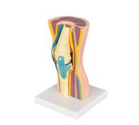 Knee Joint Anatomical Model - Functional Musculoskeletal Teaching Model for Knee Movement and Anatomy Study