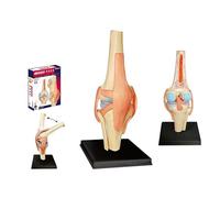 Knee Joint Model, Flexible Knee Model with Ligaments & Stand, 4D Model of Human Knee Articulation 23 Detachable Parts Model of Medical Teaching