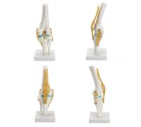 Knee Joint Model Human Skeleton Anatomy Study Display Teaching 1 Set