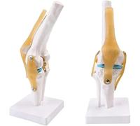 Knee Ligament Model Anatomical Teaching Model Human Body Flexible Structure for Medical Education - Detailed Anatomy Representation