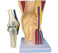 ?Knee Model Life Size Human Knee Joint Model for Skeleton Anatomy Study Teach with Ligament Model
