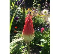 Kniphofia Flamenco 6 Plug Plant Red Hot Poker