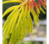 Kniphofia Rufa 'Rasta' Torch Lily Red Hot Poker Evergreen Garden Shrub | 9cm Pot