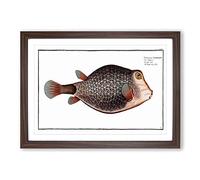 Knitted Trunk-Fish by M.E. Bloch Framed Print | A2 Walnut Framed Wall Art | Ready to Hang | Modern Animal Picture | Living Room Bedroom Lounge Office