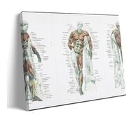 KNKncnv Body Muscle Anatomy Poster Decorative Painting Canvas Wall Art Living Room Poster Bedroom Painting Wall Art Picture Print Modern Family Room Decor 08 x 12 Inches (20 x 30 cm)