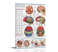 KNKncnv Human Brain Anatomy Atlas Poster Decorative Painting Canvas Wall Art Living Room Poster Bedroom Painting Wall Art Picture Print Modern Family Room Decor 12 x 18 Inches (30 x 45 cm)