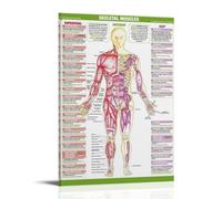KNKncnv Muscle Anatomy Poster Decorative Painting Canvas Wall Art Living Room Poster Bedroom Painting Wall Art Picture Print Modern Family Room Decor 08 x 12 Inches (20 x 30 cm)