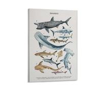 Knowledge Education Shark Species Marine Animal Posters Sharks Education Art Shark Diagram Poster Learning Nursery Poster Canvas Poster Bedroom Decor Landscape Office Room Decor Gift 08x12inch(20x30cm