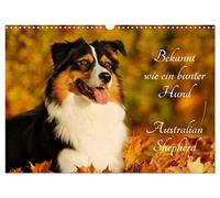 Known like a colorful dog. Australian Shepherd UK-Version (Wall Calendar 2026 DIN A3 Landscape), CALVENDO 12 Month Wall Calendar