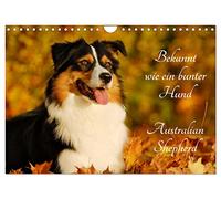 Known like a colorful dog. Australian Shepherd UK-Version (Wall Calendar 2026 DIN A4 Landscape), CALVENDO 12 Month Wall Calendar