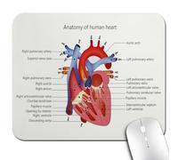 Knseva Educational Mouse Pad, Structure of The Heart Human Body Anatomy Organ Veins Cardiology Mouse Pads for Office Work