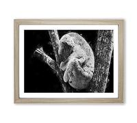 Koala Bear Resting In A Tree Modern Art Framed Print | A2 Oak Framed Wall Art | Ready to Hang | Modern Floral Picture | Living Room Bedroom Lounge Office