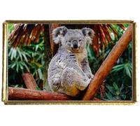 Koala Bear Wildlife Gold Colour Rectangle Badge With A Velveteen Bag
