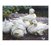 Koester Five White Ducks Resting Birds Nature Painting Large Wall Art Print Canvas Premium Mural
