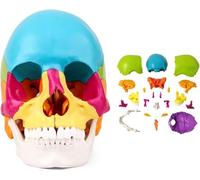 KOGTYB Exploded Skull Model 22 Parts Life Size Colorful Human Skeleton Head Removable Cap And Articulated Mandible