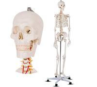 KOHARA Educational Model,Life Size Skeleton Model Human Anatomy Skeleton Model 170cm Medical with Nervous System Movable Arms and Legs with Wheeled Stand for Study Display