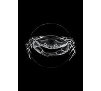 Komar Crab Black - Size: 50 x 70 cm, Wall Picture, Poster, Art Print (without Frame), PURE Boutique