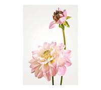 Komar Dahlia - Size: 50 x 70 cm, Wall Picture, Poster, Art Print (without Frame), PURE Boutique