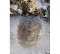 Komar Disney Mufasa The Lion King Wall-Picture, 30Cm X 40Cm