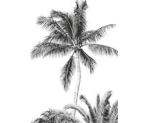 Komar IAX4-0011 Non-Woven Photo Wallpaper with Retro Palm Tree Design 200 x 280 cm (Width x Height) Black/White
