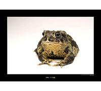 Komar National Geographic Wall Art, Paper, Green, Black, White, 40x30