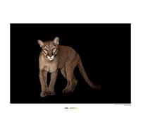 Komar National Geographic Wall Picture | Florida Panther | Size: 50 x 40 cm | Without Frame | Poster, Photography, Animal, Threatened Animal Species, Animal Picture, Customer Print, Portrait |
