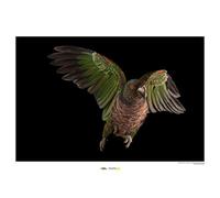 Komar National Geographic Wall Picture | Imperial Parrot | Size: 50 x 40 cm | Without Frame | Poster, Photography, Animal, Threatened Animal Species, Animal Picture, Customer Print, Portrait |