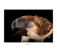 Komar National Geographic Wall Picture | Philippine Eagle | Size: 50 x 40 cm | Without Frame | Poster, Photography, Animal Animal Treatment | WB-NG-020-50x40