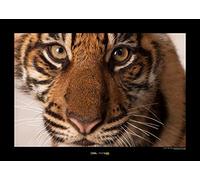 Komar National Geographic Wall Picture | Sumatran Tiger Portrait | Size: 70 x 50 cm | Without Frame | Poster, Photography, Animal, Threatened Animal Species, Animal Picture, Customer Print, Portrait |